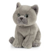 Peluche chat British Shorthair